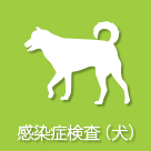 感染症検査・犬