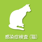 感染症検査・猫